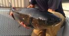 Asian carp caught near Point Pelee, Ministry of Natural Resources says