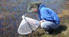 Climate change good news for Arctic mosquitoes, bad news for caribou