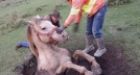 Dramatic horse rescue near Saskatoon