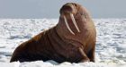 U.S. Fish and Wildlife Service investigates 25 dead walrus on Alaska coast