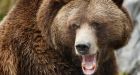 Upswing in grizzly attacks, black bear encounters not a reason to panic