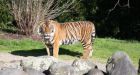 New Zealand zookeeper killed by tiger after 20 years on the job