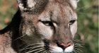 Cougar numbers and encounters on the rise in Alberta