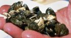 Saskatchewan at risk for invasion of zebra mussels, researcher says