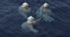 Polar bears panic Canadian researchers in Beaufort Sea by chewing on equipment