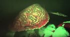 Glowing sea turtle is 1st biofluorescent reptile ever discovered