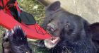 Bear eats Alaska woman's kayak right after she thanks it for not eating her kayak