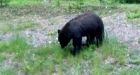 Close call for 2 Ontario tourists after grizzly bear encounter in Banff