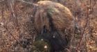 Two bison shot dead in Alberta's Elk Island National Park