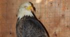 Phoenix the bald eagle rises again at Sask. wildlife rehab