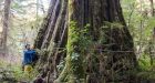 'Tolkien Giant' tree at root of B.C. climate change appeal