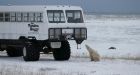 Polar bear researchers working on innovative ways to gather data