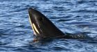 Orca baby boom: 7th calf born to endangered southern resident population