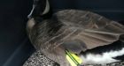 Goose left to die after being shot by crossbow in Lake Cowichan