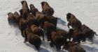 Large herd of buffalo running loose near Tisdale, Sask.