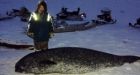 Nunavut hunters harvest 230 narwhal trapped in ice near Pond Inlet