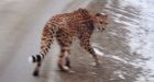 Police seek cheetah spotted along southeast B.C. highway