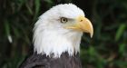 85-year-old owner of wildlife shelter hospitalized in eagle attack