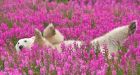 Polar bear photograph taken by Manitoban named one of the world's best of 2015