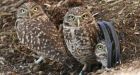 Rare B.C. burrowing owl found injured in Chilliwack