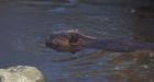 Beaver resurfaces in Vancouver's Olympic Village