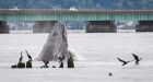 Humpback whales' slow to return to Hawaii could be sign of growth: experts