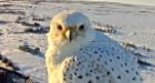 Rare gyrfalcon in Churchill, Man.