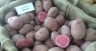 Pink potato among 16 new kinds of spuds touted by Ottawa