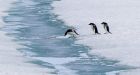 Antarctica iceberg wiped out an estimated 150,000 penguins