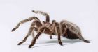 New tarantula species found near Folsom Prison named after singer Johnny Cash