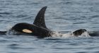 B.C. orca calf born to endangered population is missing, presumed dead