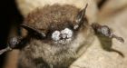 B.C. biologists ask residents to report bat sightings
