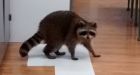 Cultured raccoon creeps into Scarborough high school's art class