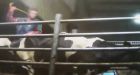 Animal cruelty charges laid against Chilliwack Cattle Sales