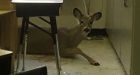 Deer jumps through school window in Saskatchewan