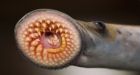 Vampire-like eels pose threat to Great Lakes fish 