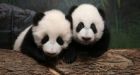 Public gets first glimpse of Toronto Zoo's panda cubs