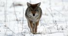 Whitehorse woman 'nipped' by coyote, Yukon wildlife officials say