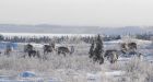 Overhunting of caribou an 'atrocity,' says Manitoba Dene chief