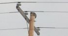 Cat rescued after staying perched on power pole for 3 days