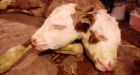 Calf born with two heads on farm near Blyth, Ont.