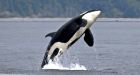 Southern resident killer whales to get personalized health records