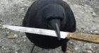 Canuck the Crow flies off with knife from crime scene in Vancouver