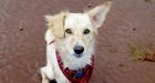 Dogs really do understand human language, study suggests