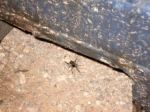 Local Creepy Crawlys