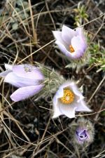 Crocus