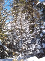 Winter in BC