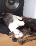 Taz and Buddy best of buds 